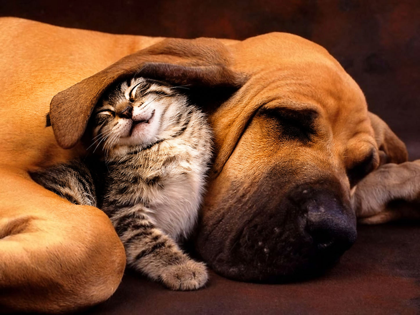 A kitten snuggled under a sleeping bloodhound